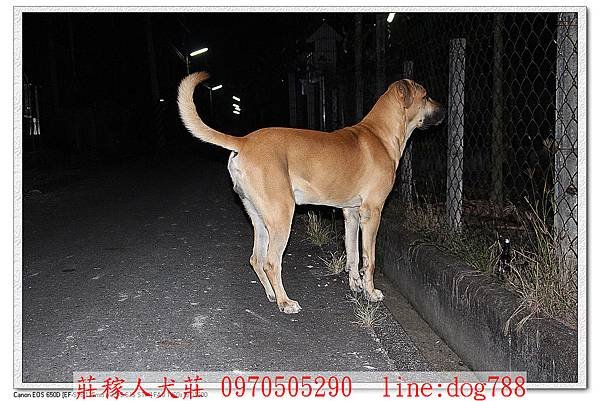 高山犬巡邏8.jpg