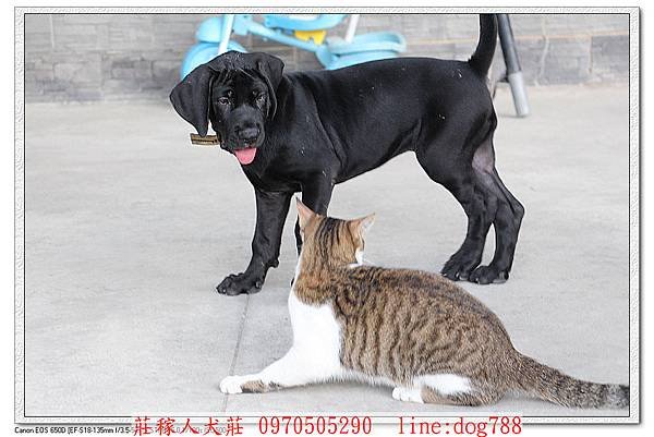 家庭合樂的高山犬1.jpg