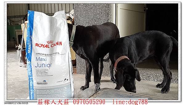 nEO_IMG_高山犬的飼料4.jpg