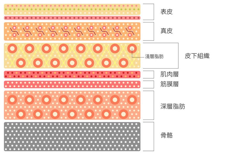 上立皮膚剖面圖