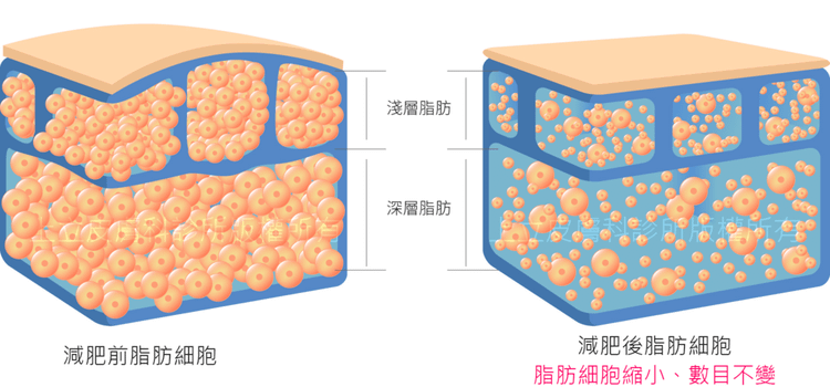 減肥的脂肪_浮水印