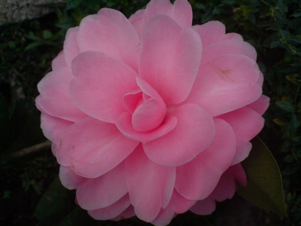 DSC01144.JPG