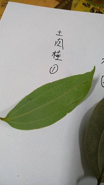 IMAG8309.jpg