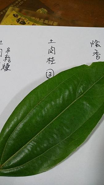 IMAG8315.jpg