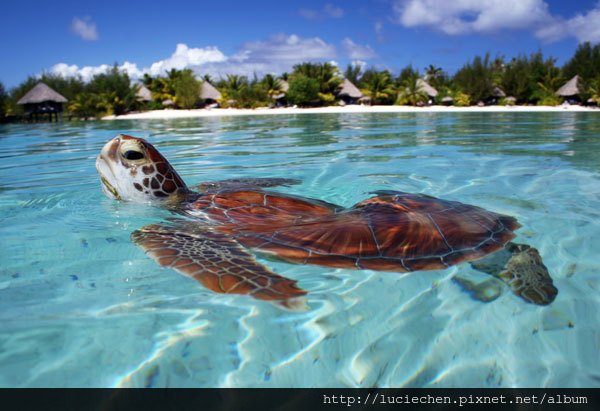 201006-omag-contest-tahiti-104-600x411