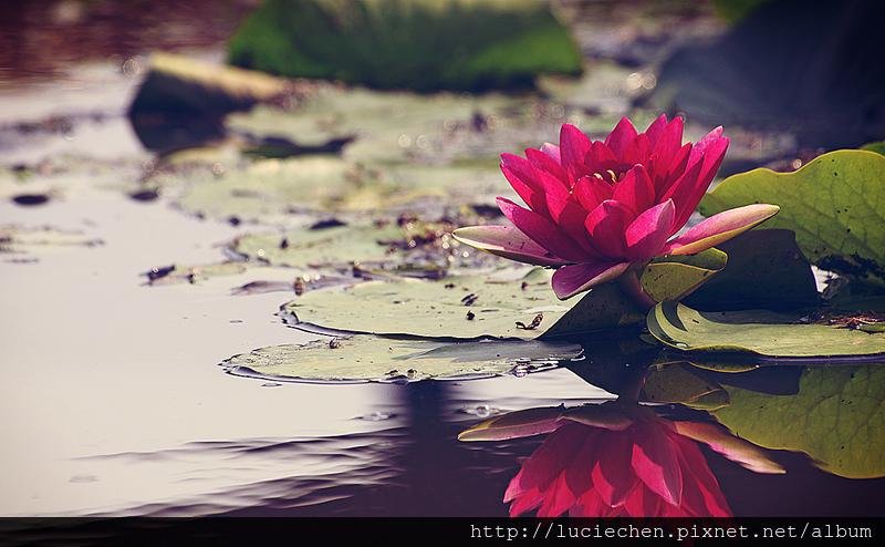 pink-lily-petal-pond-flower-smell