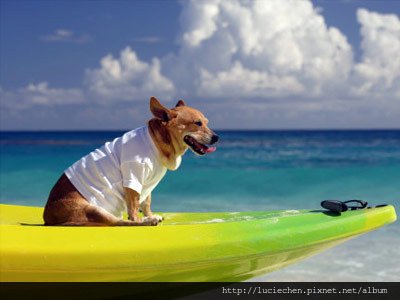 vacation-with-your-pet-1