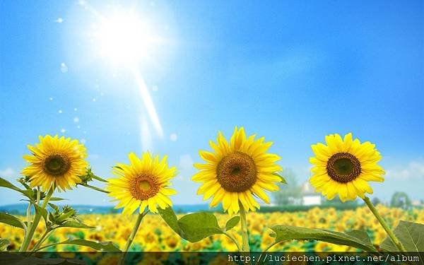 nature-sun-photography-sunlight-blue-sky-sunflowers