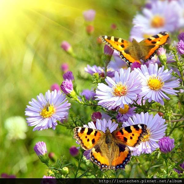 651-butterfly-and-flower-free-ipad-hd-wallpaper_1024x1024