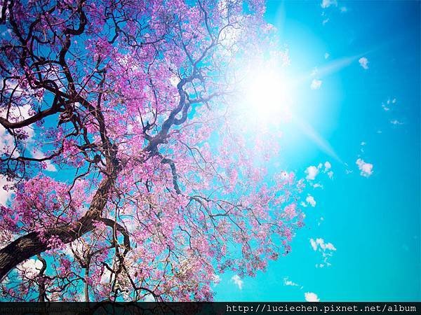 Beautiful-Spring-Sakura-Wall-Paper--e1368500775226