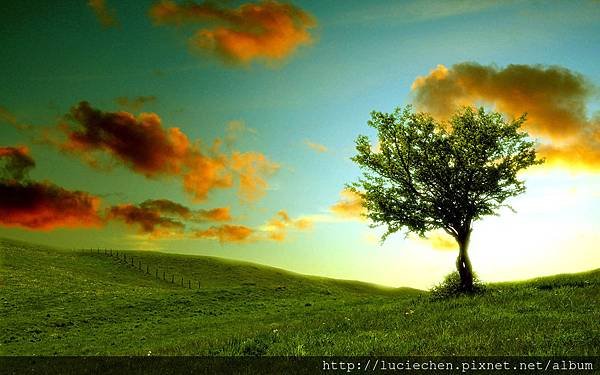 Lonely Tree Photography Wallpapers 02