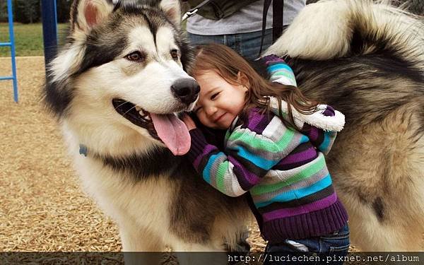 husky little kid animal dog