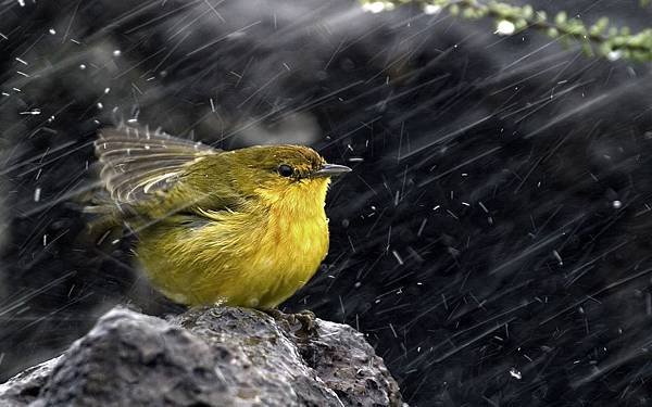 Bird-In-Rain-HD-Wallpaper