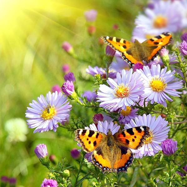 651-butterfly-and-flower-free-ipad-hd-wallpaper_1024x1024