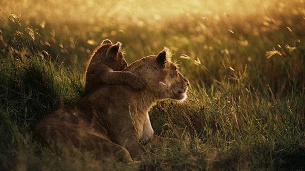 light sunset nature love family grass lions hugging 1920x1080 wallpaper_www.wallmay.net_69