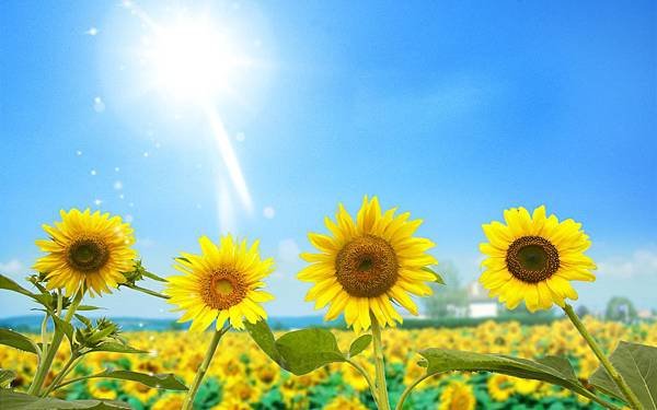 nature-sun-photography-sunlight-blue-sky-sunflowers