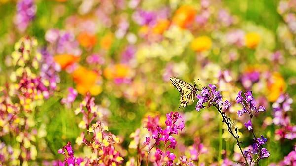 butterfly-flowers-1920x1080