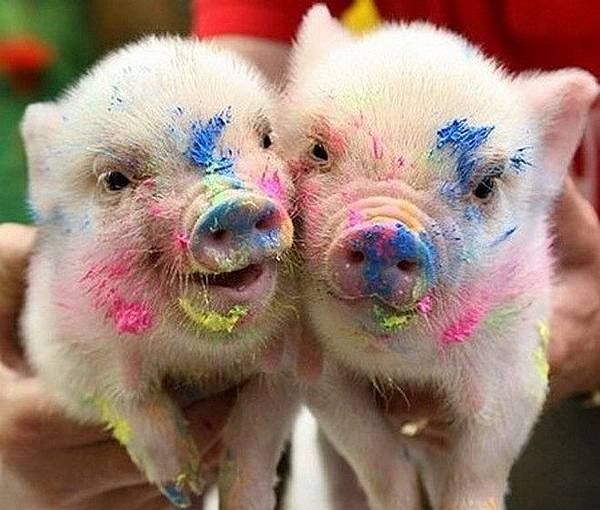 funny-pigs