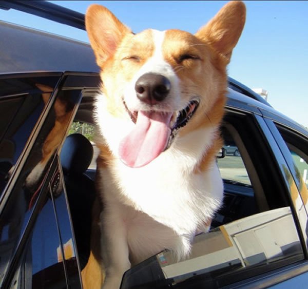 Pet-Dogs-Smiling-20-Happy-Corgis-to-Brighten-Your-Day-3