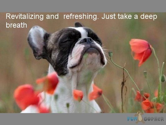 Funny-Animals-Revitalizing-and-refreshing-Just-take-a-deep-breath