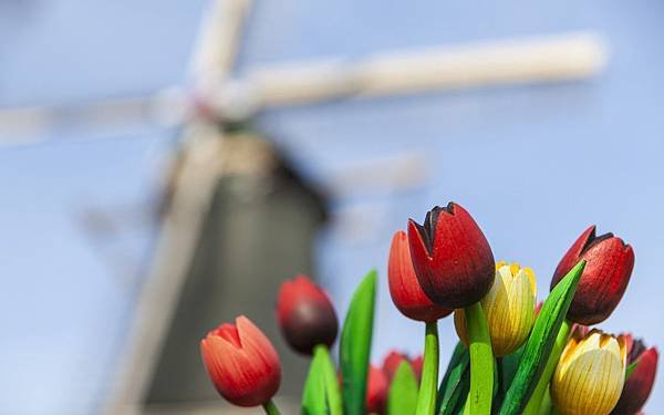 windmill-wooden-red-yellow-tulips-hd-wallpaper