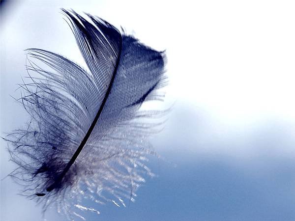 blue-feather