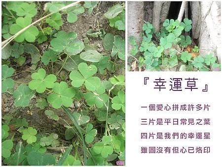 幸運草