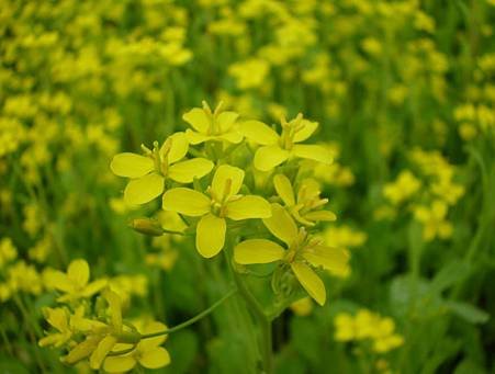 2014  黃花