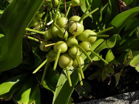 34.特殊植物-開花前.jpg