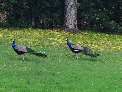 PIC_1308.jpg