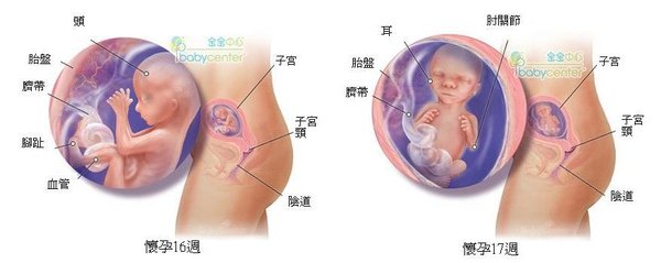 fetal16-17_index.JPG