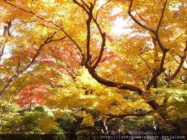 常寂光寺