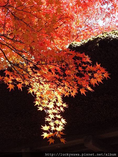 常寂光寺