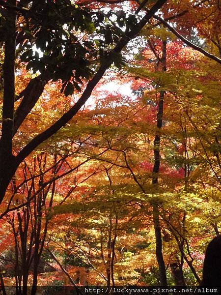 常寂光寺