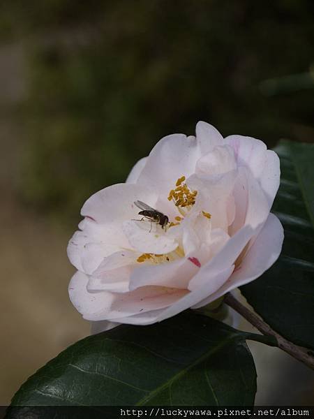 天龍寺