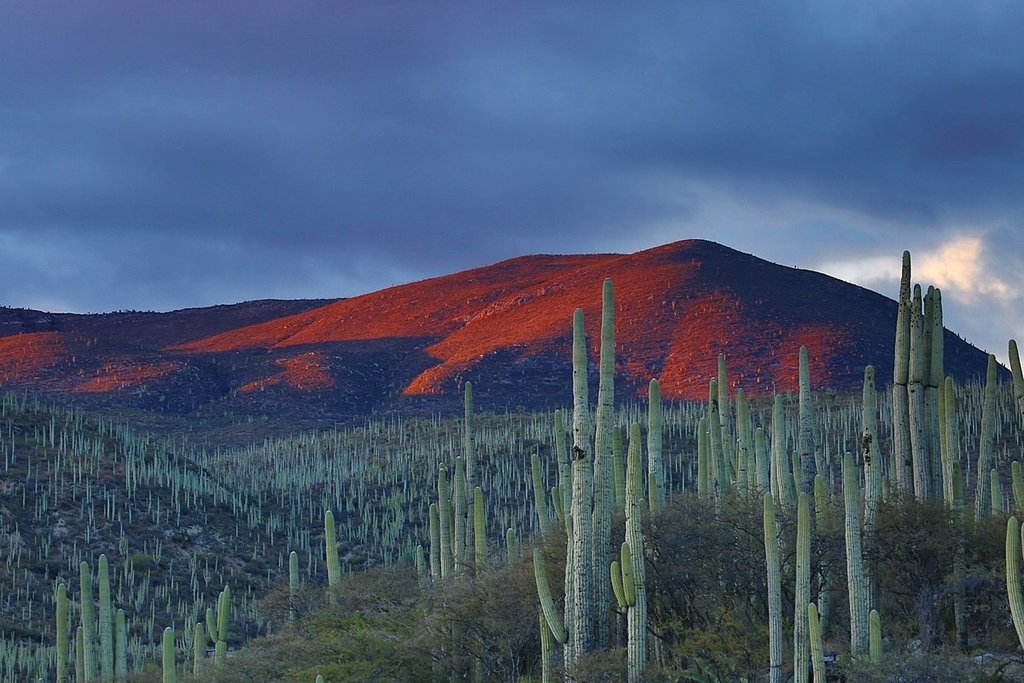 1200px-Zapotitlan_salinas_Botanical_Garden,_Mexico_(Unsplash).jpg