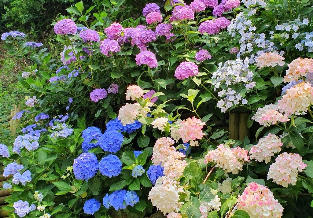 20190620_124123.jpg