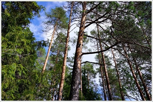 2017_0802_HEL_Nuuksio_RX1_40.JPG