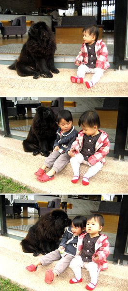 鬆獅犬.JPG