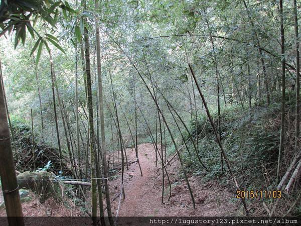 鹿谷景點:登鳳凰山借鳳凰眼7