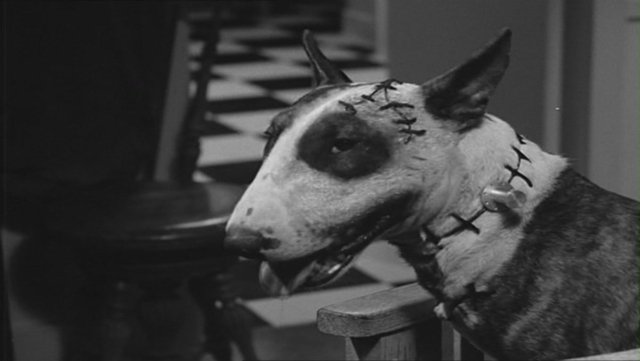 Frankenweenie6.jpg