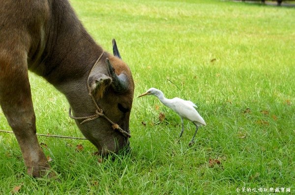 關渡自然公園：【台北】到關渡水鳥公園，與自然共舞～