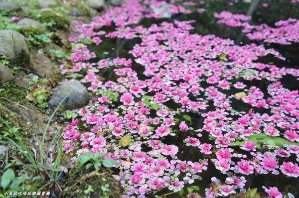 大山背人文生態館：【新竹】大山背客家人文生態館，SHE也來站台了！