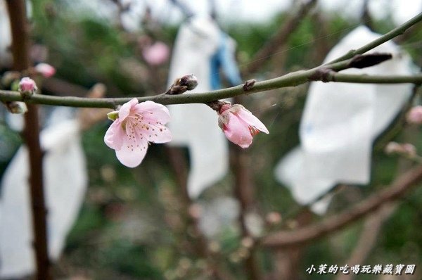 桃樂絲森林餐廳：【台北】八里桃樂絲森林，尋找桃樂絲的蹤跡