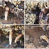 0429eco beach7.jpg