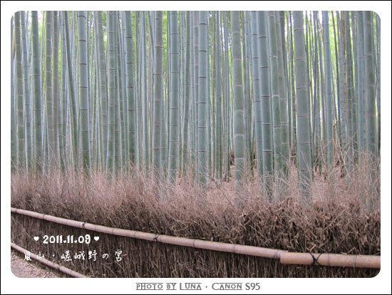 20111109-66野宮神社