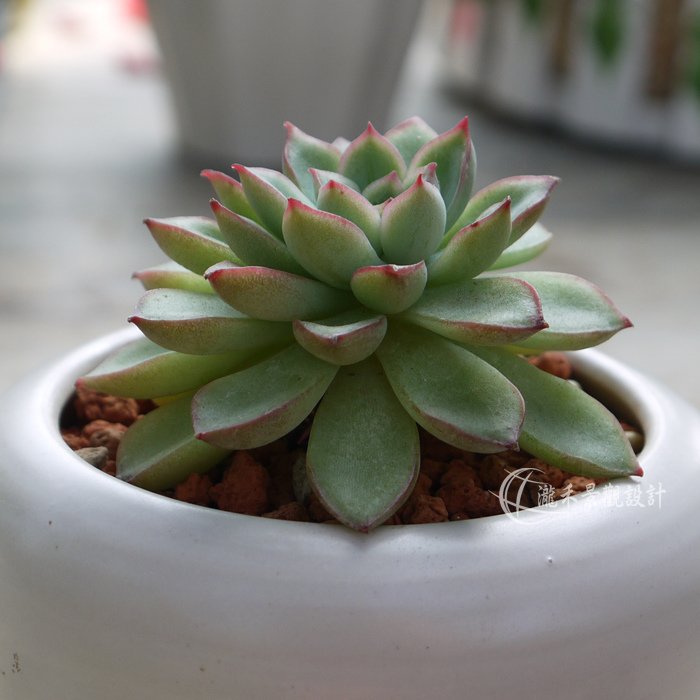 紅邊石蓮01