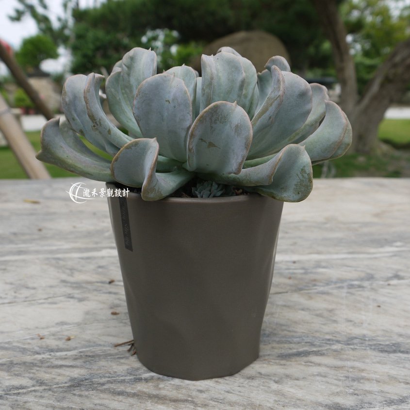 P1850126