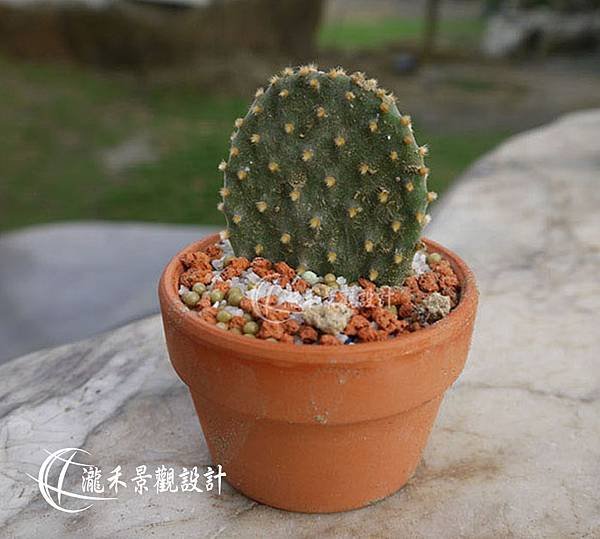 lungho-Cactaceae-0821-06.jpg