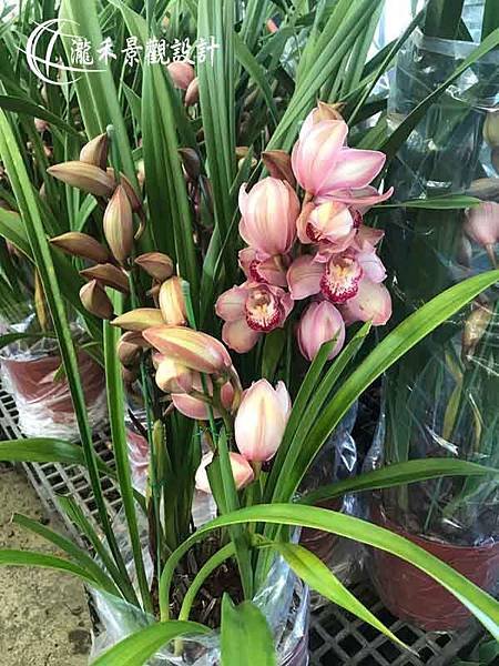 lungo-Cymbidium hookerianum Rchb-03.jpg